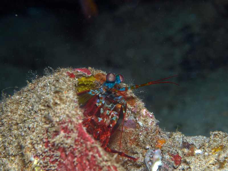 Smashing Mantis Shrimp, Sabang Wreck